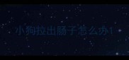 小狗拉出肠子怎么办