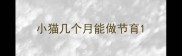 小猫几个月能做节育