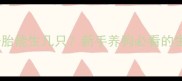 泰迪犬第一胎能生几只新手养狗必看的生育全攻略