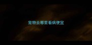 宠物去哪里看病便宜