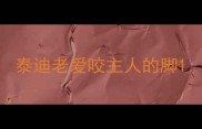 泰迪老爱咬主人的脚
