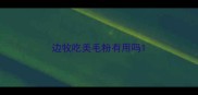 边牧吃美毛粉有用吗