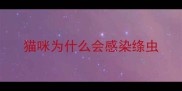 猫咪为什么会感染绦虫