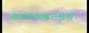 泰迪狗狗嘴巴修剪