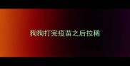 狗狗打完疫苗之后拉稀