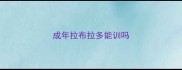 成年拉布拉多能训吗