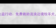 成都边牧领养公益行动免费救助流浪边境牧羊犬寻找温暖新家