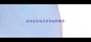 拉布拉多母犬怀孕如何喂养