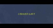 小狗长的什么样子