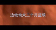 边牧幼犬三个月蓝眼