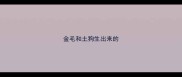 金毛和土狗生出来的