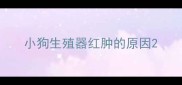 小狗生殖器红肿的原因