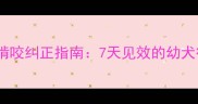 两个月大柯基犬啃咬纠正指南7天见效的幼犬行为训练全攻略