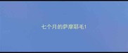 七个月的萨摩耶毛