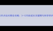 边境牧羊犬幼犬期全攻略3-12月龄成长关键期与科学养护指南