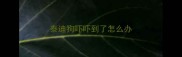 泰迪狗吓吓到了怎么办