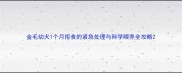 金毛幼犬1个月拒食的紧急处理与科学喂养全攻略