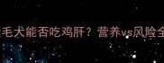 金毛犬能否吃鸡肝营养vs风险全