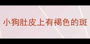 小狗肚皮上有褐色的斑