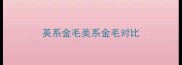 英系金毛美系金毛对比