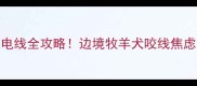 边牧啃咬电线全攻略边境牧羊犬咬线焦虑自救指南