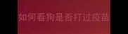 如何看狗是否打过疫苗