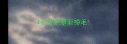 4个月萨摩耶掉毛