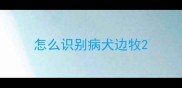 怎么识别病犬边牧
