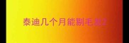 泰迪几个月能剔毛发