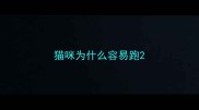 猫咪为什么容易跑