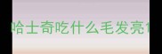 哈士奇吃什么毛发亮