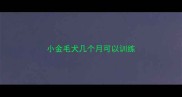 小金毛犬几个月可以训练