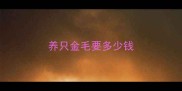 养只金毛要多少钱