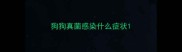 狗狗真菌感染什么症状