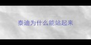 泰迪为什么能站起来