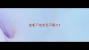 金毛不吃东西不喝水