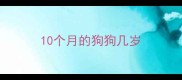 10个月的狗狗几岁