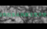 5步驯服法30天让拉布拉多从拆家王变天使犬附训犬避坑指南