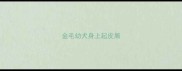 金毛幼犬身上起皮屑
