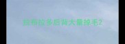 拉布拉多后背大量掉毛