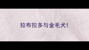 拉布拉多与金毛犬