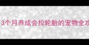 中亚宠物轮胎训练3个月养成会拉轮胎的宠物全攻略附实操教程