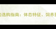 黑色拉布拉多犬的选购指南体态特征饲养要点及常见问题全