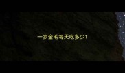一岁金毛每天吃多少