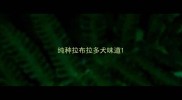 纯种拉布拉多犬味道