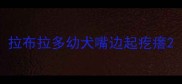 拉布拉多幼犬嘴边起疙瘩