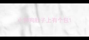 小狗狗肚子上有个包