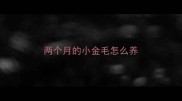 两个月的小金毛怎么养