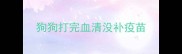 狗狗打完血清没补疫苗