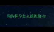 狗狗怀孕怎么摸到胎动